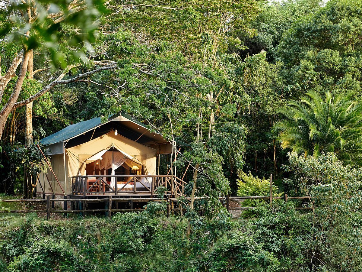    gorilla lodge